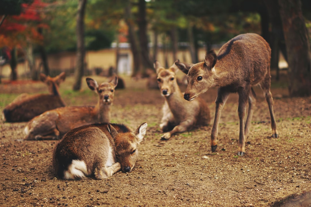 Photo deer, rifle